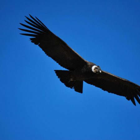 Observación de Aves en Perú