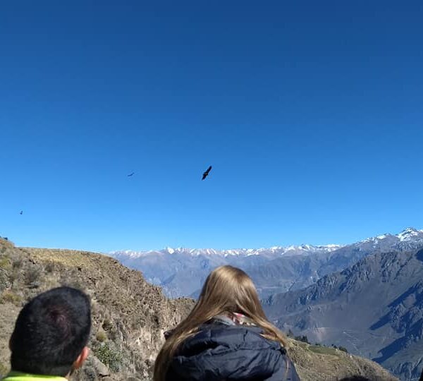 Mejores Miradores del Cañon del Colca Para Ver Condores