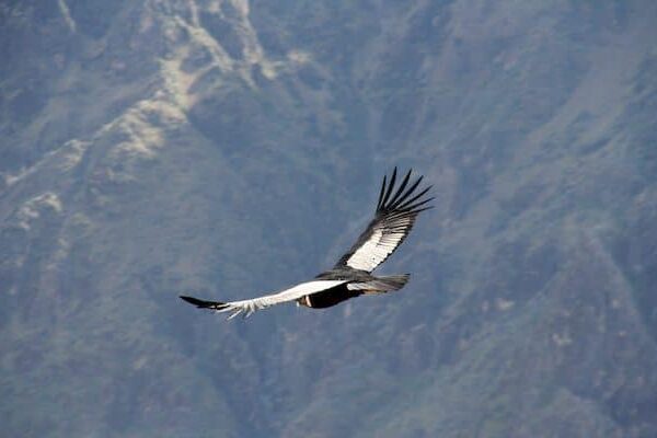 Observación de Aves en el Cañón del Colca