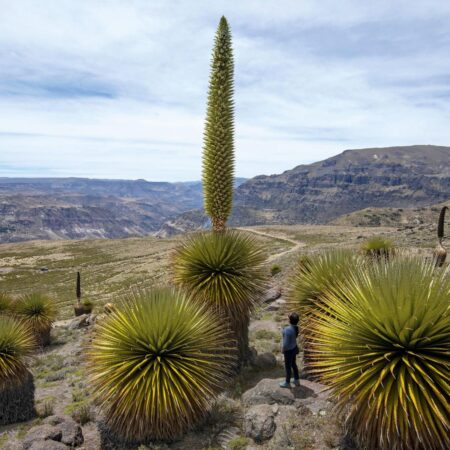 Titankayocc, The Forest of Puyas de Raimondi