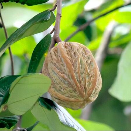 5 Fruits of the Peruvian Jungle