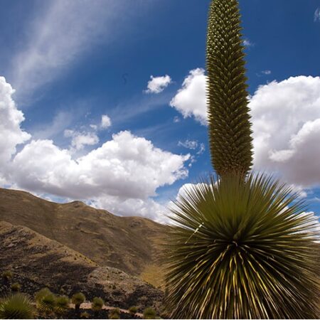 Titankayocc, The Forest of Puyas de Raimondi