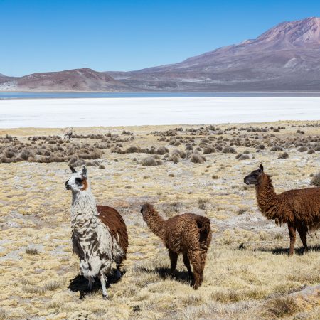 The Peruvian Altiplano
