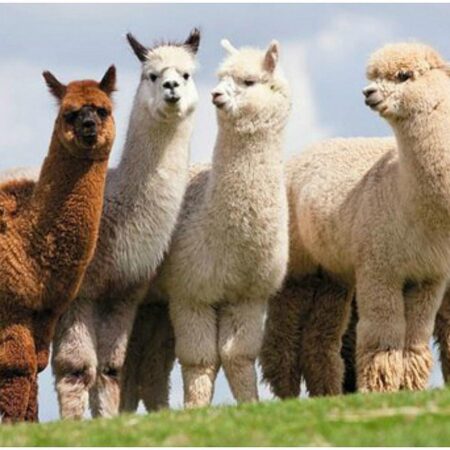 4 Peruvian Homes of the Alpacas