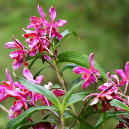 The 5 most Popular Flowers of Peru