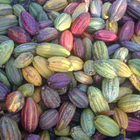 The Peruvian Cocoa