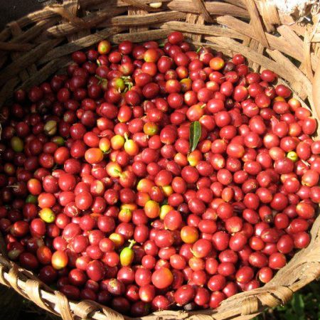 The Peruvian Coffee