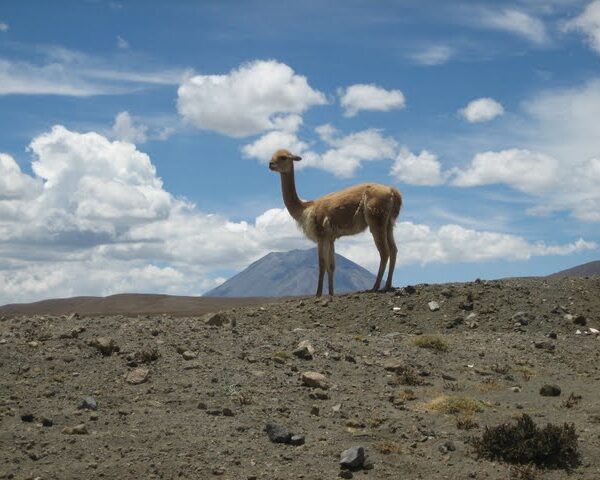 Colca Canyon to Puno: The Most Scenic Route in Southern Peru